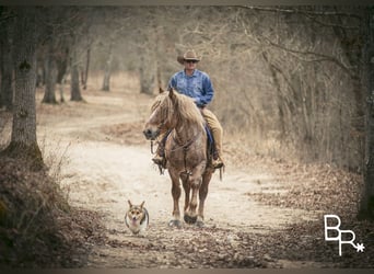 caballo de tiro, Caballo castrado, 7 años, 163 cm, Ruano alazán