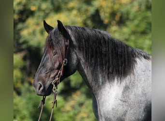 caballo de tiro, Caballo castrado, 7 años, 163 cm, Ruano azulado