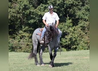 caballo de tiro, Caballo castrado, 7 años, 163 cm, Ruano azulado