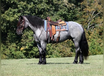 caballo de tiro, Caballo castrado, 7 años, 163 cm, Ruano azulado