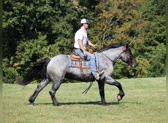 caballo de tiro, Caballo castrado, 7 años, 163 cm, Ruano azulado