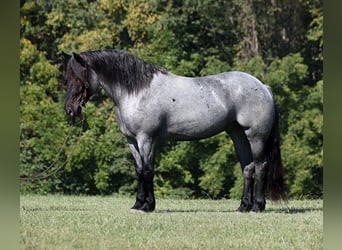 caballo de tiro, Caballo castrado, 7 años, 163 cm, Ruano azulado