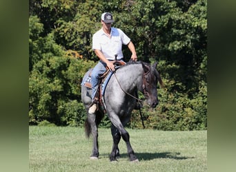 caballo de tiro, Caballo castrado, 7 años, 163 cm, Ruano azulado