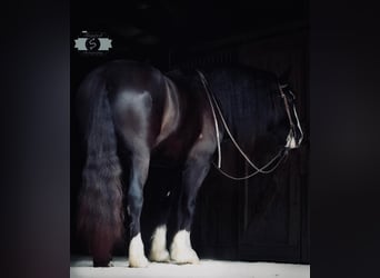 caballo de tiro, Caballo castrado, 7 años, 163 cm, Tobiano-todas las-capas