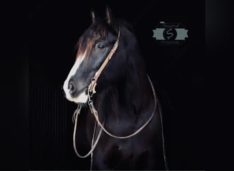 caballo de tiro, Caballo castrado, 7 años, 163 cm, Tobiano-todas las-capas