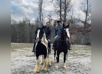 caballo de tiro, Caballo castrado, 7 años, 163 cm, Tobiano-todas las-capas