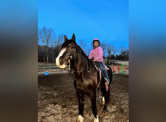 caballo de tiro, Caballo castrado, 7 años, 163 cm, Tobiano-todas las-capas