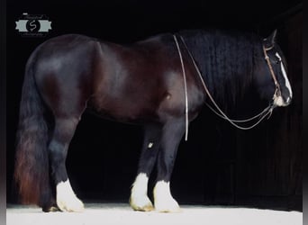 caballo de tiro, Caballo castrado, 7 años, 163 cm, Tobiano-todas las-capas