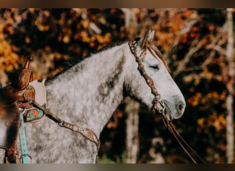 caballo de tiro, Caballo castrado, 7 años, 163 cm, Tordo rodado