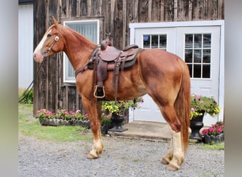 caballo de tiro Mestizo, Caballo castrado, 7 años, 165 cm, Alazán rojizo