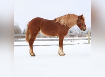 caballo de tiro, Caballo castrado, 7 años, 165 cm, Alazán-tostado