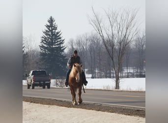 caballo de tiro, Caballo castrado, 7 años, 165 cm, Alazán-tostado