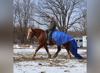caballo de tiro, Caballo castrado, 7 años, 165 cm, Alazán-tostado
