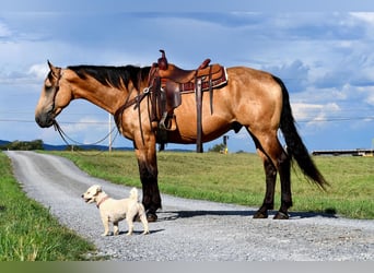 caballo de tiro Mestizo, Caballo castrado, 7 años, 165 cm, Buckskin/Bayo