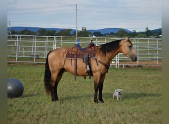 caballo de tiro Mestizo, Caballo castrado, 7 años, 165 cm, Buckskin/Bayo