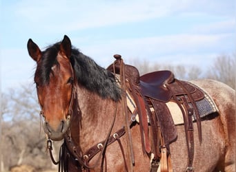 caballo de tiro, Caballo castrado, 7 años, 165 cm, Castaño-ruano