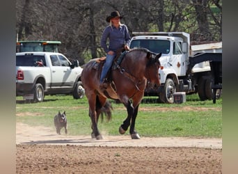 caballo de tiro, Caballo castrado, 7 años, 165 cm, Castaño-ruano