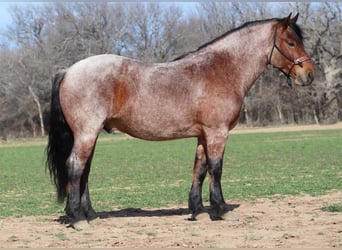 caballo de tiro, Caballo castrado, 7 años, 165 cm, Castaño-ruano