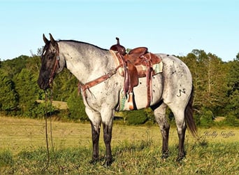 caballo de tiro, Caballo castrado, 7 años, 165 cm, Ruano azulado