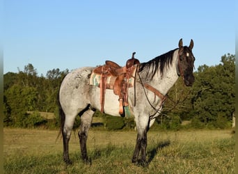 caballo de tiro, Caballo castrado, 7 años, 165 cm, Ruano azulado