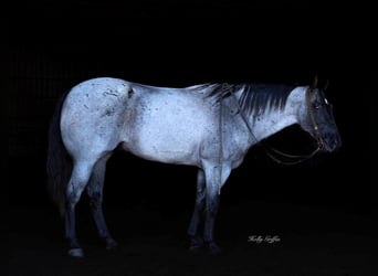 caballo de tiro, Caballo castrado, 7 años, 165 cm, Ruano azulado