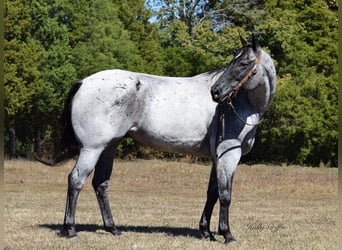 caballo de tiro, Caballo castrado, 7 años, 165 cm, Ruano azulado