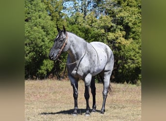 caballo de tiro, Caballo castrado, 7 años, 165 cm, Ruano azulado