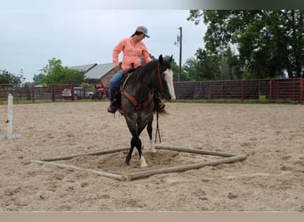 caballo de tiro, Caballo castrado, 7 años, 165 cm, Ruano azulado