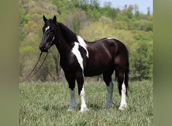 caballo de tiro, Caballo castrado, 7 años, 165 cm, Tobiano-todas las-capas