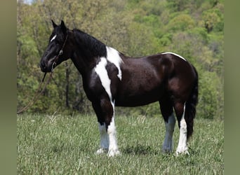 caballo de tiro, Caballo castrado, 7 años, 165 cm, Tobiano-todas las-capas