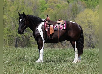 caballo de tiro, Caballo castrado, 7 años, 165 cm, Tobiano-todas las-capas