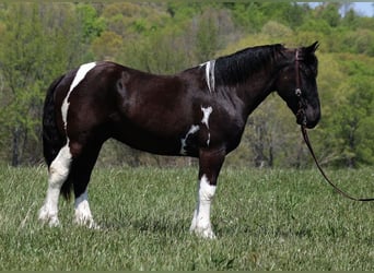 caballo de tiro, Caballo castrado, 7 años, 165 cm, Tobiano-todas las-capas