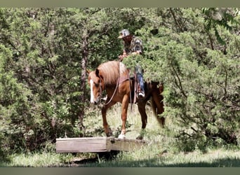 caballo de tiro Mestizo, Caballo castrado, 7 años, 168 cm, Alazán rojizo