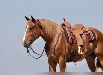 caballo de tiro Mestizo, Caballo castrado, 7 años, 168 cm, Alazán rojizo