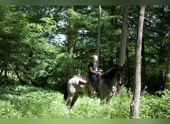 caballo de tiro Mestizo, Caballo castrado, 7 años, 168 cm, Castaño-ruano