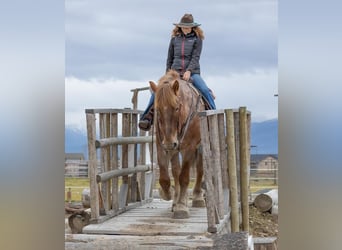 caballo de tiro Mestizo, Caballo castrado, 7 años, 168 cm, Ruano alazán