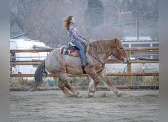 caballo de tiro Mestizo, Caballo castrado, 7 años, 168 cm, Ruano alazán