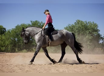 caballo de tiro Mestizo, Caballo castrado, 7 años, 168 cm, Ruano azulado