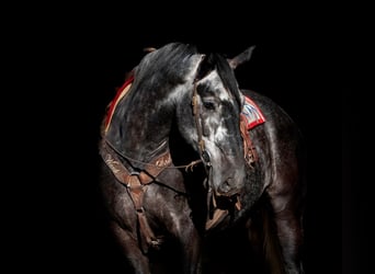 caballo de tiro Mestizo, Caballo castrado, 7 años, 168 cm, Tordo