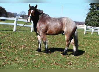 caballo de tiro, Caballo castrado, 7 años, 170 cm, Castaño-ruano