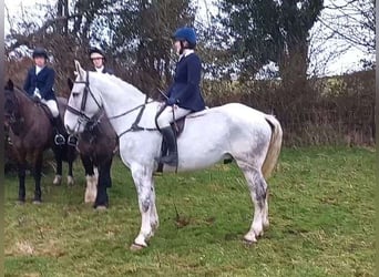 caballo de tiro, Caballo castrado, 7 años, 170 cm, Tordo