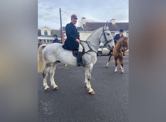 caballo de tiro, Caballo castrado, 7 años, 170 cm, Tordo