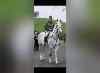 caballo de tiro, Caballo castrado, 7 años, 170 cm, Tordo