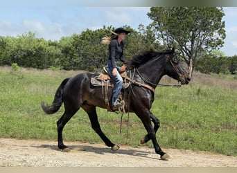 caballo de tiro, Caballo castrado, 7 años, 173 cm, Castaño