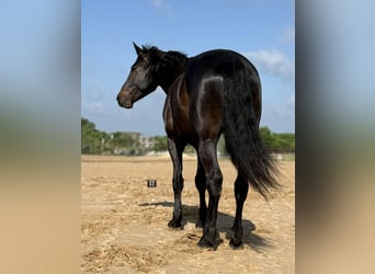 caballo de tiro, Caballo castrado, 7 años, 173 cm, Castaño
