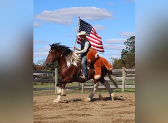caballo de tiro Mestizo, Caballo castrado, 7 años, 173 cm, Pío