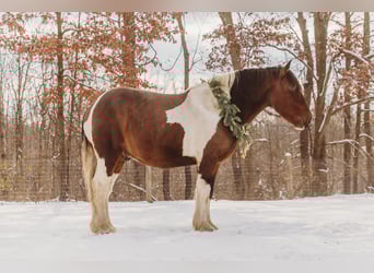 caballo de tiro Mestizo, Caballo castrado, 7 años, 173 cm, Pío