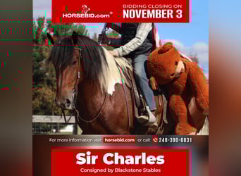 caballo de tiro Mestizo, Caballo castrado, 7 años, 173 cm, Pío