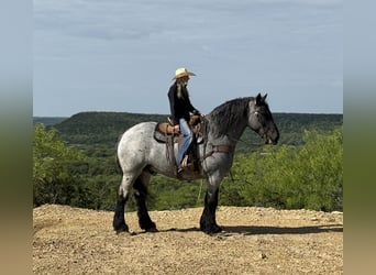 caballo de tiro Mestizo, Caballo castrado, 7 años, 173 cm, Ruano azulado