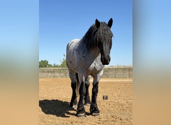 caballo de tiro Mestizo, Caballo castrado, 7 años, 173 cm, Ruano azulado
